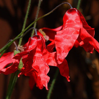 SICHUAN SILK POPPY, RED HIMALAYAN POPPY <br>Meconopsis punicea