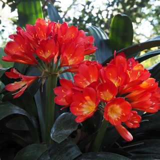 Clivia miniata <br>NATAL LILY, KAFIR LILY, RED, ORANGE & YELLOW SHADES *Rare featured product!*