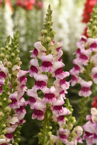 Antirrhinum <br>SNAPDRAGON PLUMBLOSSOM