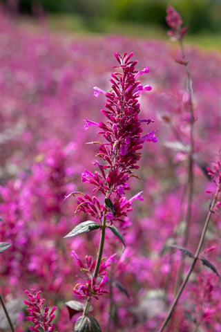 Agastache cana <br>HYSSOP 'ZUNI'