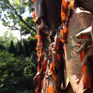 Acer griseum PAPERBARK MAPLE