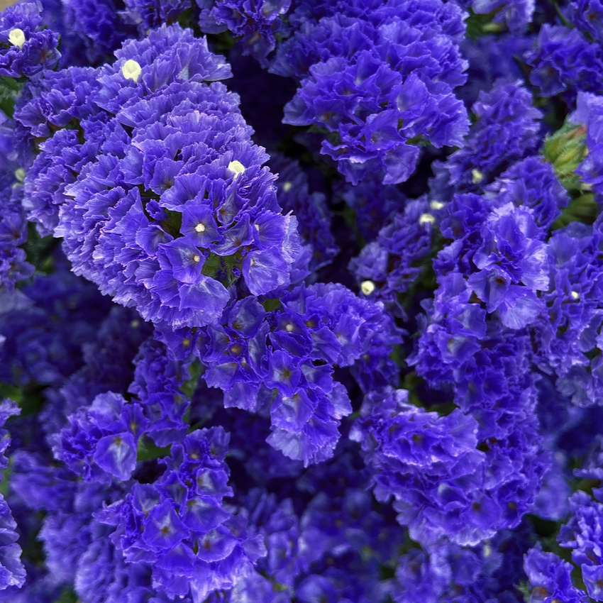 Limonium sinuatum STATICE QIS DARK BLUE – Ferri Seeds