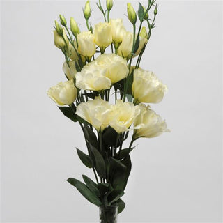 Eustoma grandiflorum <br>LISIANTHUS MIX