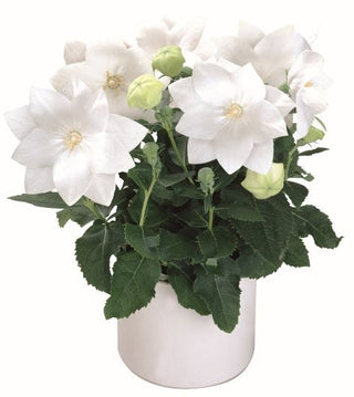 Platycodon grandiflorus <br>SEMI-DOUBLE BALLOON FLOWER WHITE