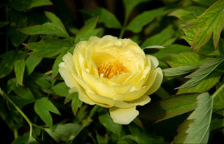 Paeonia lutea <br>YELLOW TREE PEONY