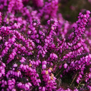 Calluna vulgaris <br>SCOTCH HEATHER