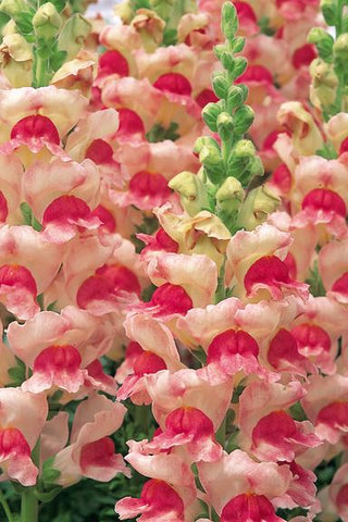 Antirrhinum <br>SNAPDRAGON APPLEBLOSSOM OPUS