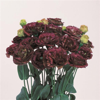 Eustoma grandiflorum <br>LISIANTHUS MIX