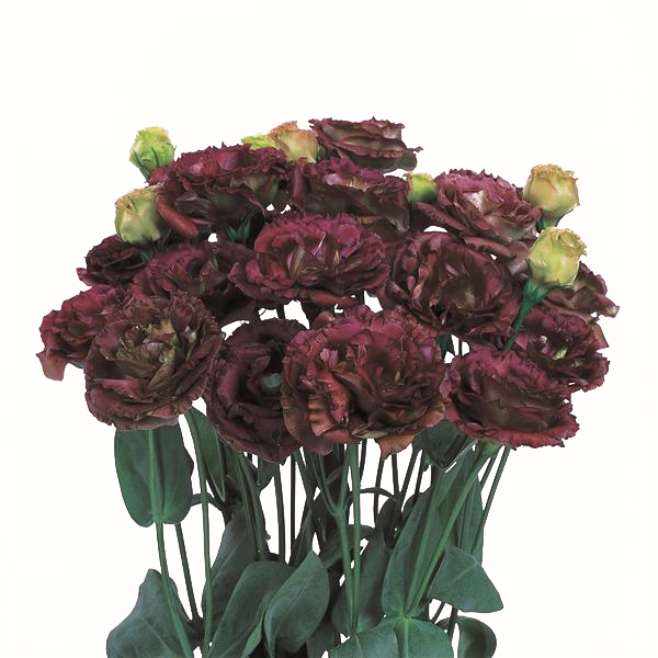 eustoma / lisianthus grandiflorum seeds - thornless rose Eustoma grandiflorum LISIANTHUS ROSANNE BROWN – Ferri Seeds