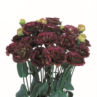 Eustoma grandiflorum <br>LISIANTHUS ROSANNE BROWN 3