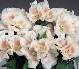 Clarkia amoena <br>GODETIA GRACE SHELL PINK