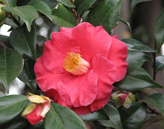 JAPANESE CAMELIA <br>Camellia japonica
