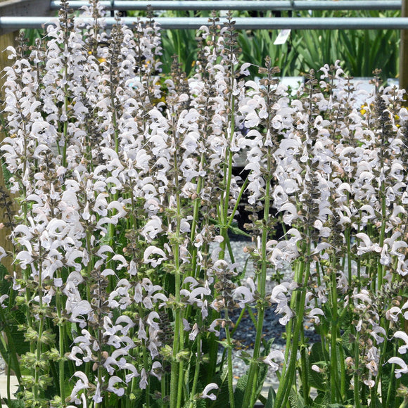 Salvia nemorosa<br>SAGE WOODLAND 'WHITE MERLEAU'