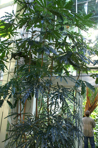 Dizygotheca elegantissima, Schefflera elegantissima, Plerandra elegantissima <br>FALSE ARALIA, SPIDER FINGER ARALIA