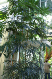 FALSE ARALIA, SPIDER FINGER ARALIA Dizygotheca elegantissima, Schefflera elegantissima, Plerandra elegantissima