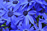BLUE BLUES DAISY Felicia heterophylla
