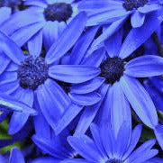 Felicia heterophylla <br>BLUE BLUES DAISY