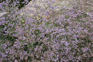 Limonium gmelinii ssp. hungaricum <br>SIBERIAN STATICE