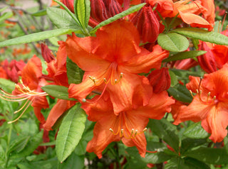 ORANGE JAPANESE AZALEA <br>Rhododendron japonicum