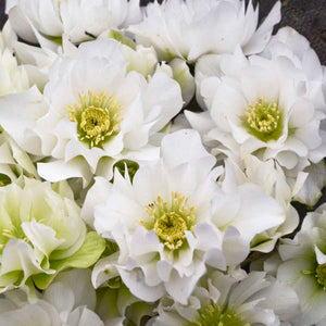 HELLEBORUS 'Wedding Bells' Christmas Rose • Young Plant