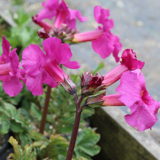 Incarvillea zhongdianensis <br>HARDY RED-PURPLE GLOXINIA