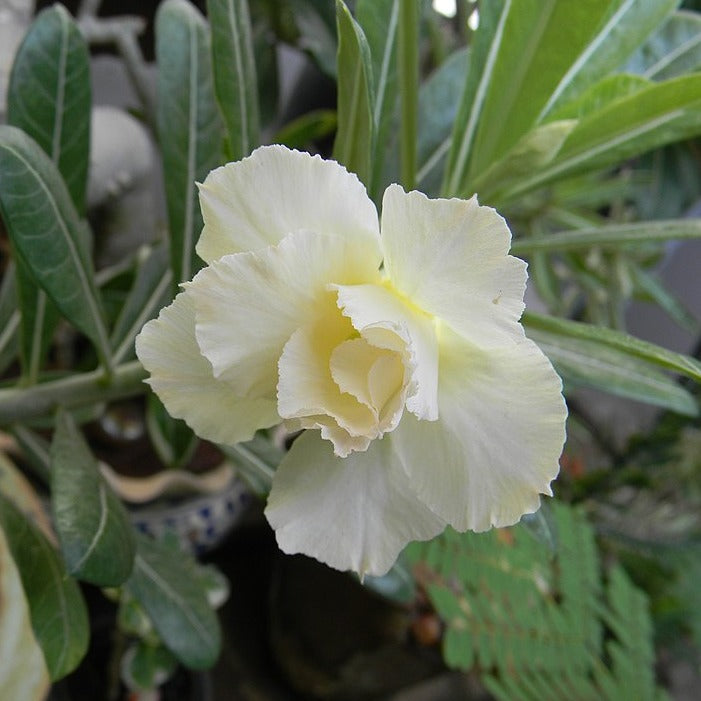 Adenium obesum 'White', Desert Rose