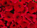 PETUNIA 'RED VELOUR' WAVE