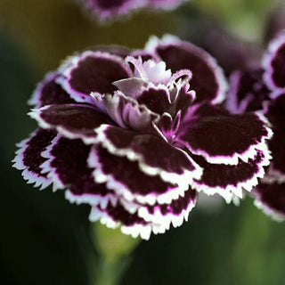 DIANTHUS 'BLACK AND WHITE' <br>Dianthus heddewigii