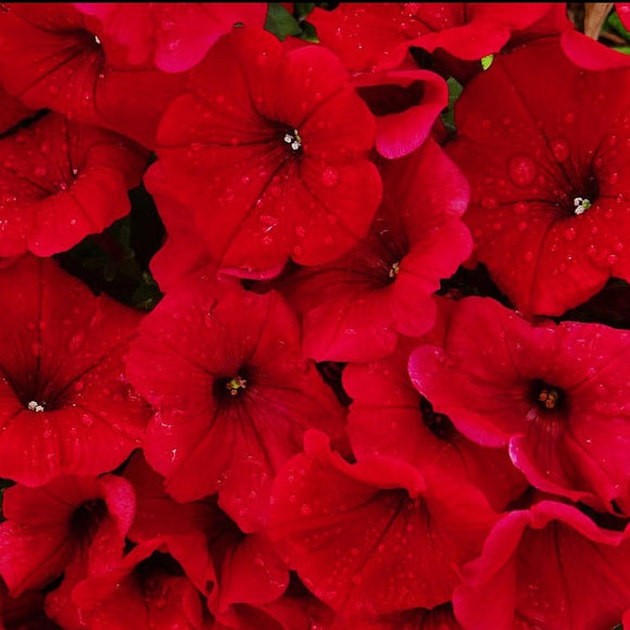 PETUNIA 'RED VELOUR' WAVE