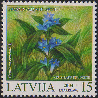 Gentiana cruciata <br>CROSS GENTIAN