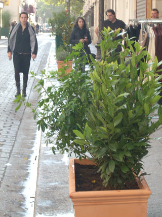 Laurus nobilis <br>BAY LEAF, BAY LAUREL, SWEET BAY, GRECIAN LAUREL