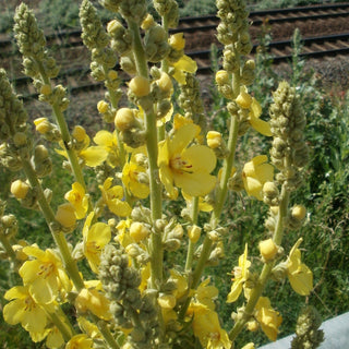 Verbascum thapsus <br>GREAT MULLEIN <br>Organic