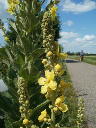 Verbascum thapsus <br>GREAT MULLEIN <br>Organic