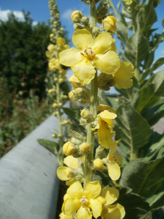 Verbascum thapsus <br>GREAT MULLEIN <br>Organic