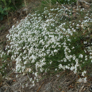 Asperula cynanchica <br>SQUINANCY WORT, PURPLE WOODRUFF