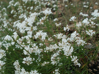 Asperula cynanchica <br>SQUINANCY WORT, PURPLE WOODRUFF