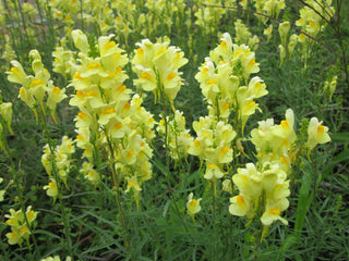 Linaria vulgaris <br>YELLOW COMMON TOADFLAX