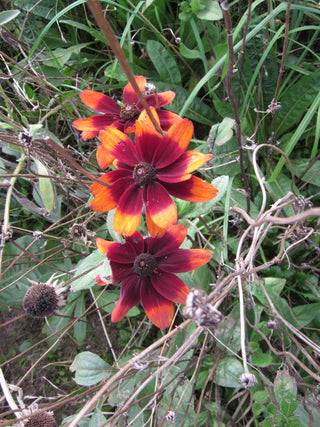 Rudbeckie hirta <br>RUDBECKIA 'CHERRY BRANDY'