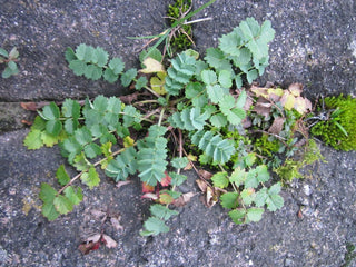 Sanguisorba minor <br>BURNET, PIMPERNELLE