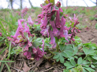 Corydalis solida <br>FUMEWORT