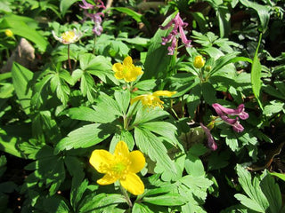 Anemone ranunculoides <br>YELLOW ANEMONE