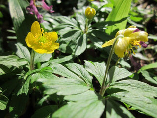 Anemone ranunculoides <br>YELLOW ANEMONE