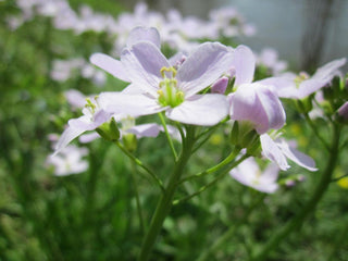 Cardamine pratensis <br>BITTERCRESS, MEADOW CRESS, CUCKOO FLOWER