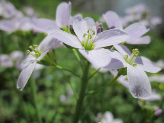 Cardamine pratensis <br>BITTERCRESS, MEADOW CRESS, CUCKOO FLOWER