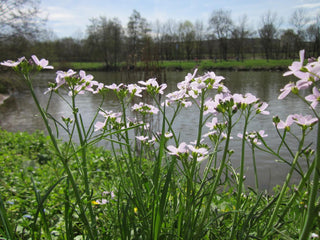 Cardamine pratensis <br>BITTERCRESS, MEADOW CRESS, CUCKOO FLOWER