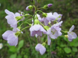 Cardamine pratensis <br>BITTERCRESS, MEADOW CRESS, CUCKOO FLOWER