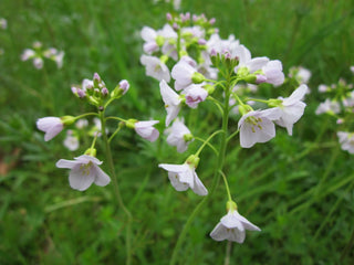 Cardamine pratensis <br>BITTERCRESS, MEADOW CRESS, CUCKOO FLOWER