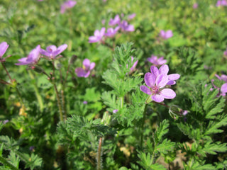 Erodium manescavii <br>HERON'S BILL