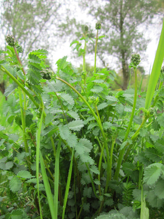 Sanguisorba minor <br>BURNET, PIMPERNELLE