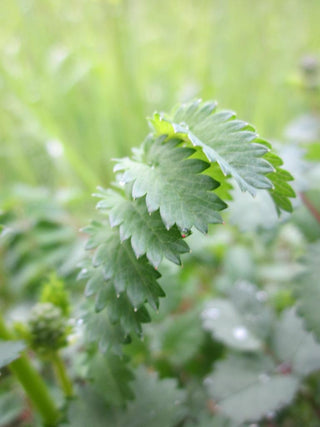 Sanguisorba menziesii <br>BURNET